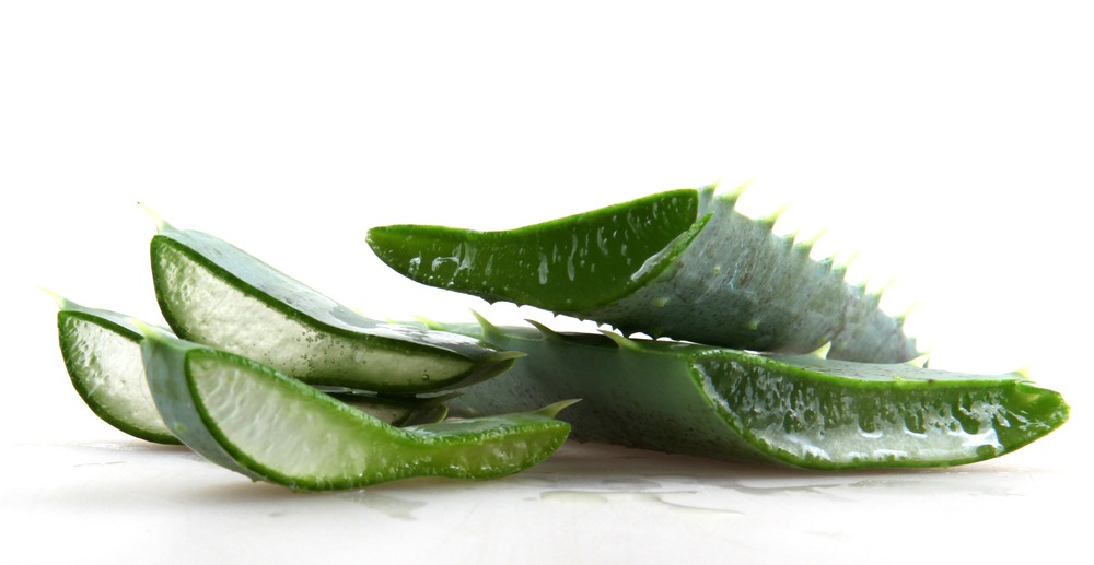 Aloe vera leaves cut to show the translucent jelly inside