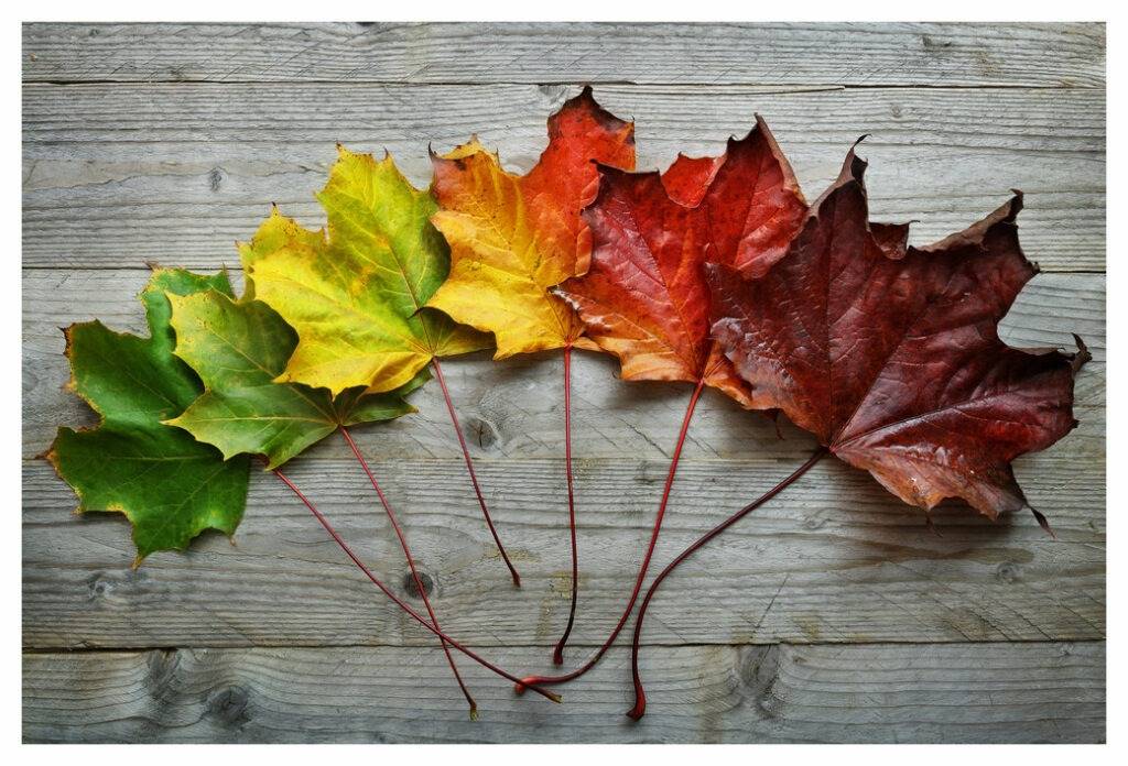 line of maple leaves grading in colour from green through yellow, orange, red and brown illustrating the drying effect of the changing seasons on the skin and eczema